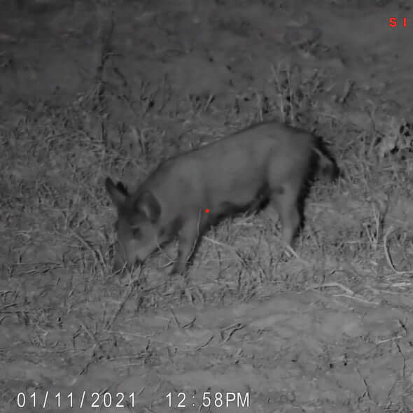 Sightmark Wraith 4K Mini 2x Digital Night Vision Riflescope